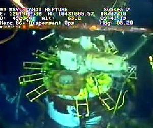 BP oil spill sullied sea floor coral: study