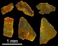 Tiny fossils unlock clues to Earth's climate half a billion years ago