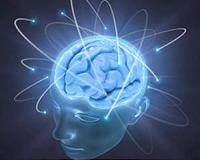 Brain size linked to self-control in new animal study