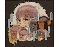 20M year-old skull suggests complex brain evolution in monkeys, apes