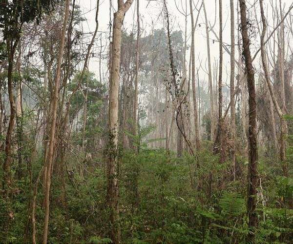 Amazon Deforestation Policies Found To Leave Forest Degradation Largely Unchecked