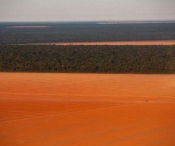 Amazon sees lowest deforestation in 9 years; Brazil must act on UK journalist's murder