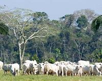 Global appetite for beef, soy fuels Amazon fires