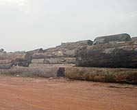 China's former richest man gets jail for illegal logging: report