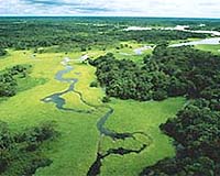 Brazil flora risk greater than thought: study