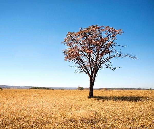 Green shoots spring from ashes in Brazil's fire-resistant savanna