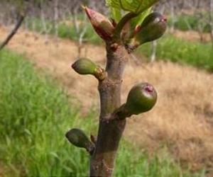 Optimizing Yield And Fruit Size Of Figs