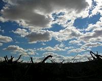 Climate models underestimate warming by exaggerating cloud brightening