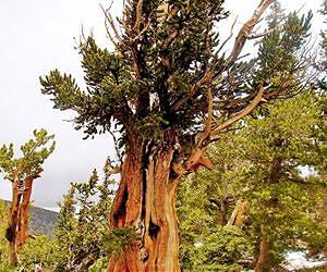 Tree rings tell a 1,100-year history of El Nino