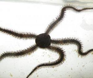 5-limbed brittle stars move bilaterally, like people