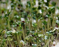 Broccoli Sprout-Derived Extract Protects Against Ultraviolet Radiation