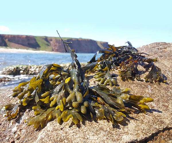 The greening ashore