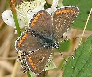 Gourmet butterflies speed north