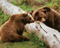 A European bear's point of view, finally on film