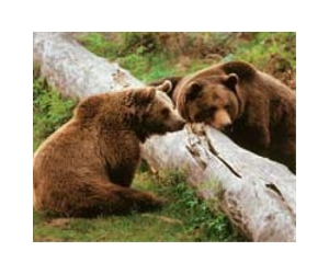 Bulgarian parliament allows brown bear hunting