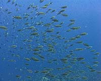 Fish Eavesdropping For Food Odors Connected To Global Climate Regulation