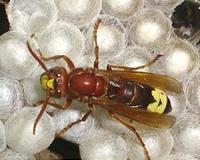 France fights back Asian hornet invader
