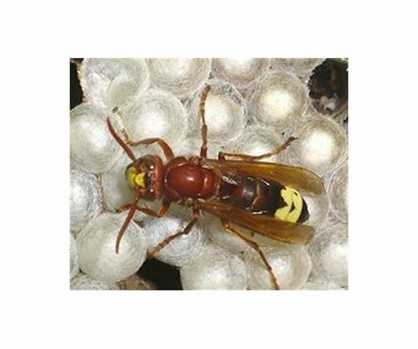 Workers eradicate first nest of 'murder hornets' found in US