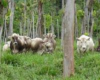 Smallscale farmers try to solve Amazon's big problems