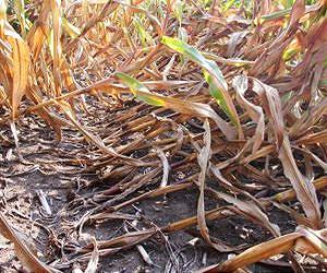 Researcher tracks agricultural overuse of bug-killing technology