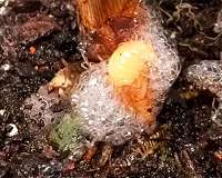 Sugarcane pest produces foam to protect itself from heat