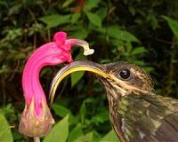 Hummingbird evolution soared after they invaded South America 22 million years ago