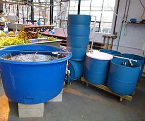 New Yorkers bring fish farms to urban jungle