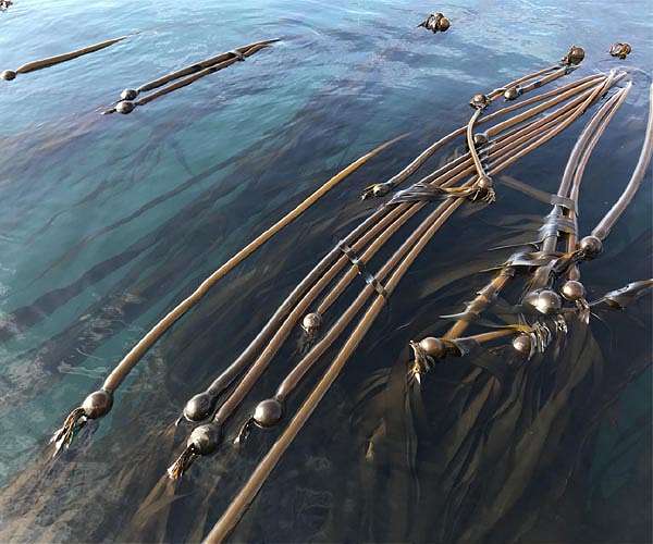 Can we find floating vegetation on ocean planets