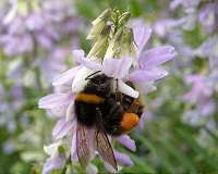 New study links common pesticide to bee deaths