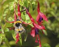 Flower-enriched farms boost bee populations