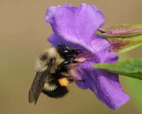 Caught In A Trap: Bumblebees Versus Robotic Crab Spiders