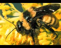 Bee Species Outnumber Mammals And Birds Combined