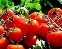 Why do tomatoes smell 'grassy'