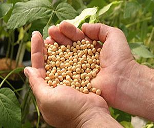 Paraguay marks fragile farm-based recovery