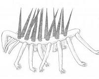 New home for an 'evolutionary misfit'