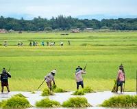 21 farmers granted bail in Myanmar army land-grabbing case