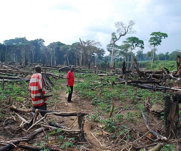 Environmental groups warn of 'catastrophe' in Congo's forests