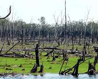 Floodplain forests under threat