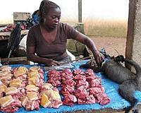 Humans eating wild mammals into extinction: study