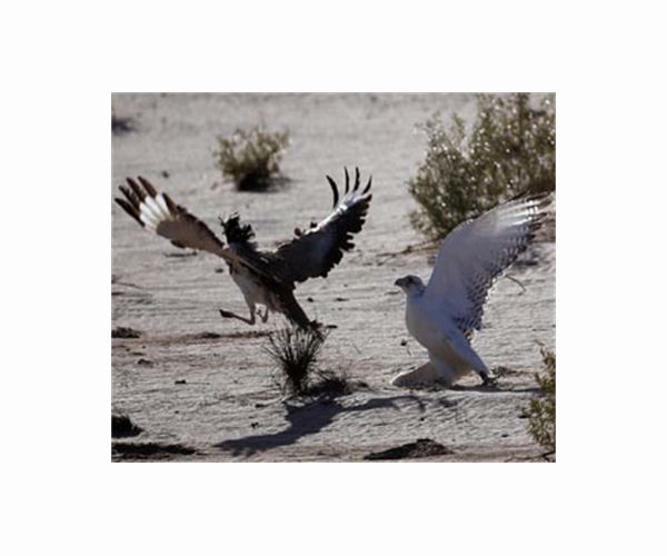 Pakistan foils attempt to smuggle endangered falcons