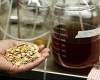 Solar energy becomes biofuel without solar cells