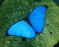 East Africa Battles Deforestation With Butterfly Nets