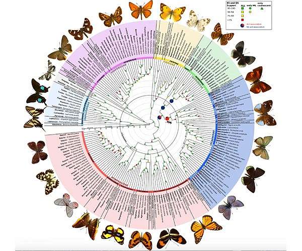 Butterfly and moth genomes mostly unchanged despite 250 million years of evolution