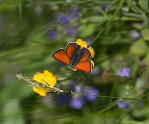 Land management as a key to countering butterfly declines