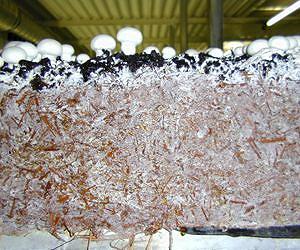 Unravelled mushroom genome offers many opportunities
