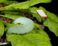 Plants respond to leaf vibrations caused by insects' chewing