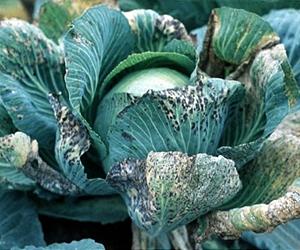 New Disease-Resistant Food Crops In Prospect