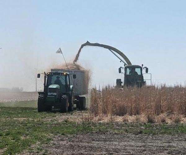 CABBI team designs efficient bioenergy crops that need less water to grow