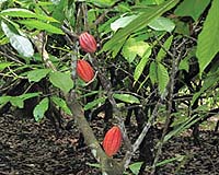 World cocoa industry in danger: Ivory Coast minister