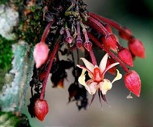 'Food Of The Gods' Genome Sequence Could Make Finest Chocolate Better
